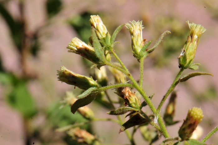 Chihuahuan Brickellbush; Note the phyllaries are greenish and actually often purple tinged; phyllary shape varies from ovate to lanceolate. Brickellia floribunda